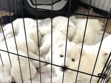 2 Aylık Samoyed Yavrularımız