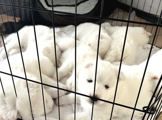 2 Aylık Samoyed Yavrularımız görsel