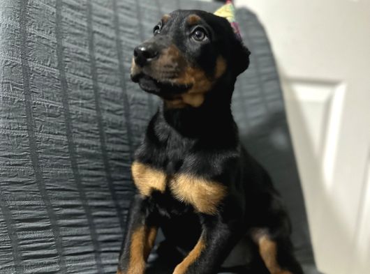 Operasyonu Atlatmış Aşılı Dişi Doberman Bebekler görsel