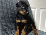Operasyonu atlatmış aşılı dişi doberman bebekler