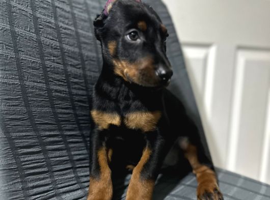 Operasyonu Atlatmış Aşılı Dişi Doberman Bebekler