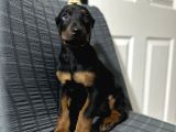 Operasyonu Atlatmış Aşılı Dişi Doberman Bebekler