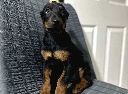 Operasyonu Atlatmış Aşılı Dişi Doberman Bebekler görsel