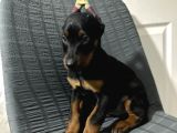Operasyonu Atlatmış Aşılı Dişi Doberman Bebekler
