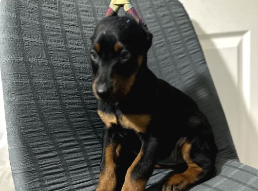 Operasyonu Atlatmış Aşılı Dişi Doberman Bebekler görsel
