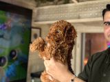 Red Toy Poodle Erkek