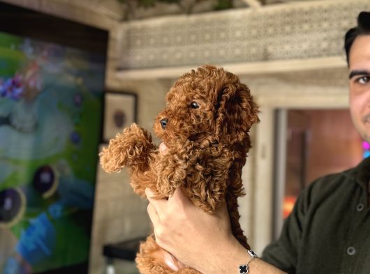 Red Toy Poodle Erkek görsel