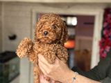 Red toy poodle erkek