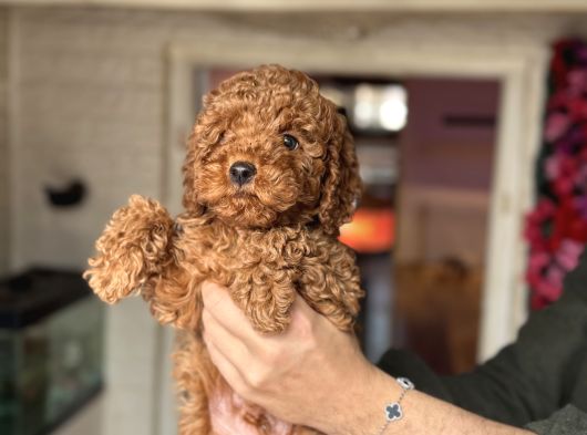 Red Toy Poodle Erkek