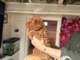 Red Toy Poodle Erkek