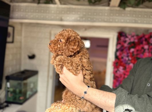 Red Toy Poodle Erkek görsel