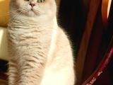 Scrli Ay12- 1 Yaşında British Shorthair Erkek