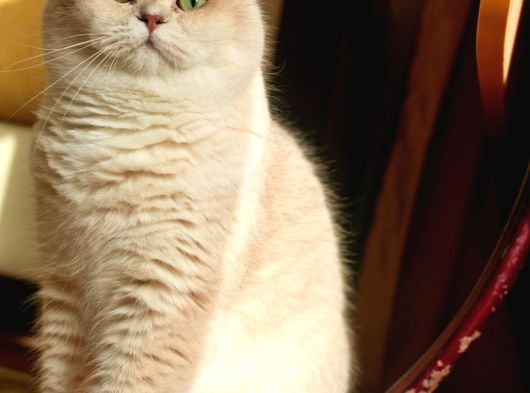 Scrli Ay12- 1 Yaşında British Shorthair Erkek görsel