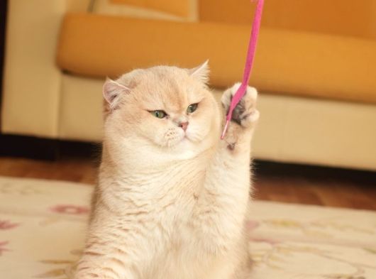 Scrli Ay12- 1 Yaşında British Shorthair Erkek görsel