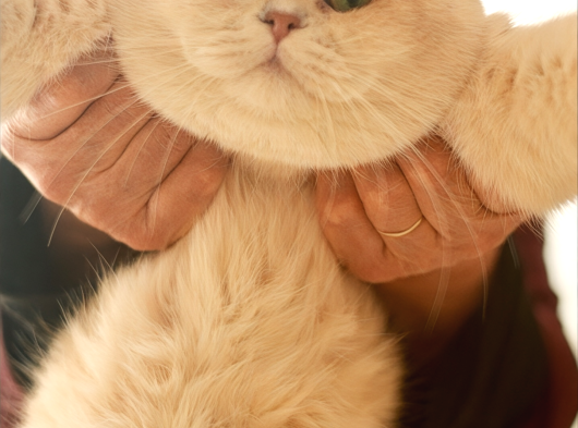 Scrli Ay12- 1 Yaşında British Shorthair Erkek görsel
