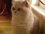 Scrli Ay12- 1 yaşında British shorthair erkek