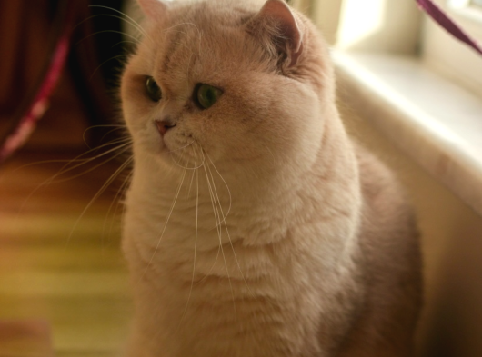 Scrli Ay12- 1 Yaşında British Shorthair Erkek