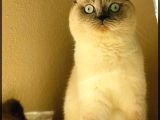 Scottish Fold Blue Point Dişi