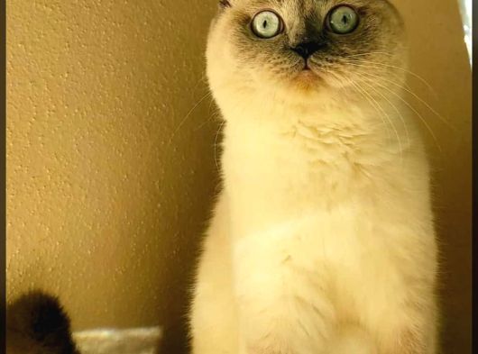 Scottish Fold Blue Point Dişi