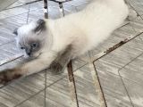 Scottish Fold Blue Point Dişi
