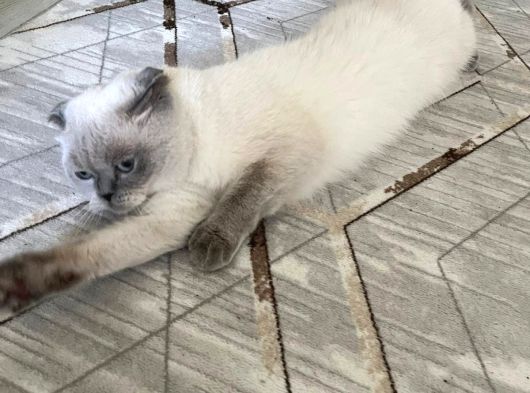 Scottish Fold Blue Point Dişi görsel