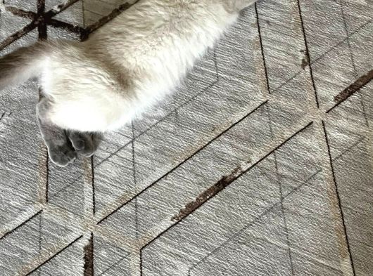 Scottish Fold Blue Point Dişi görsel