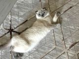 Scottish Fold Blue Point Dişi