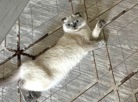 Scottish Fold Blue Point Dişi görsel
