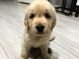 Baby face dişi golden bebekler