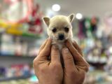 2 Kg Garantili Chihuahua Bebekler