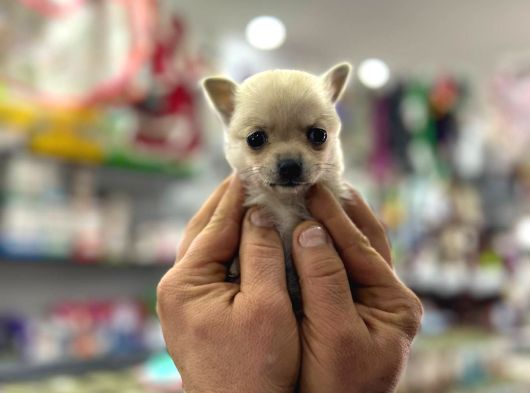 2 Kg Garantili Chihuahua Bebekler görsel