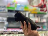 2 Kg Garantili Chihuahua Bebekler