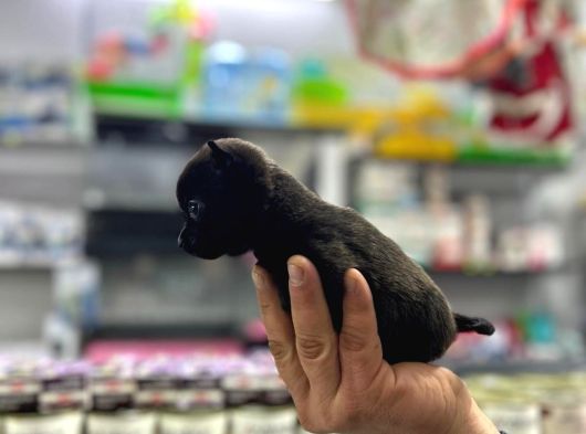2 Kg Garantili Chihuahua Bebekler görsel