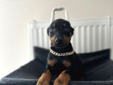 Dişi Doberman Bebekler Aşılı Estetikli