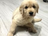 Baby Face Dişi Golden Bebekler