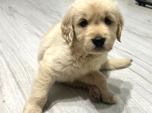 Baby Face Dişi Golden Bebekler görsel