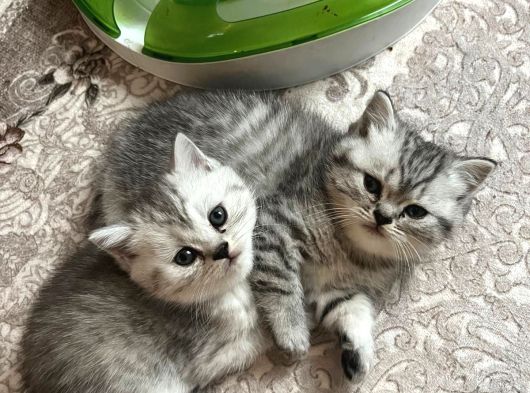 Teslime Hazır Bebekler görsel