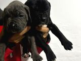 Cane Corso Yavrulari Mama Ve Malzeme Kampanyali
