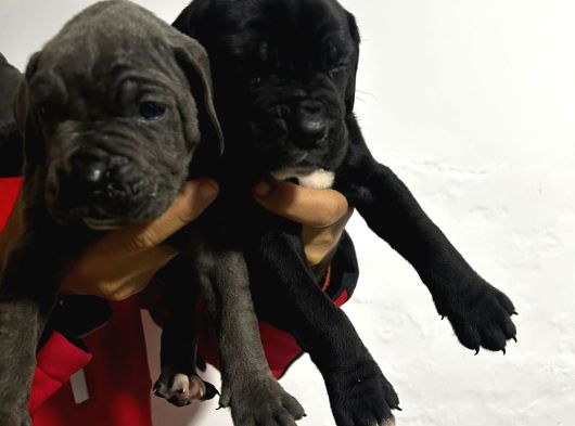 Cane Corso Yavrulari Mama Ve Malzeme Kampanyali görsel