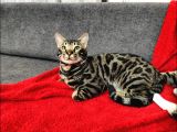 Uygun Erkek Rozet Bengal Kedisi