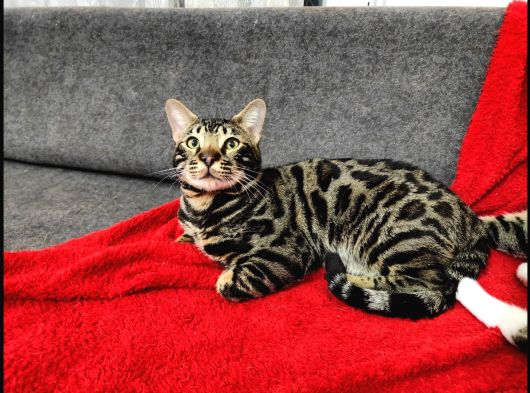 Uygun Erkek Rozet Bengal Kedisi