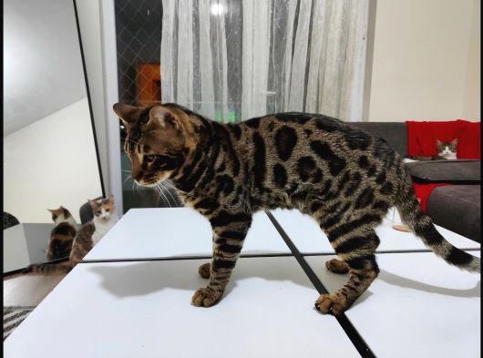 Uygun Erkek Rozet Bengal Kedisi görsel