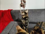Uygun Erkek Rozet Bengal Kedisi