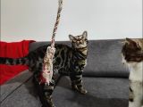 Uygun Erkek Rozet Bengal Kedisi
