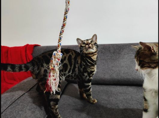 Uygun Erkek Rozet Bengal Kedisi görsel