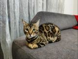 Uygun Dişi Rozet Bengal Kedisi