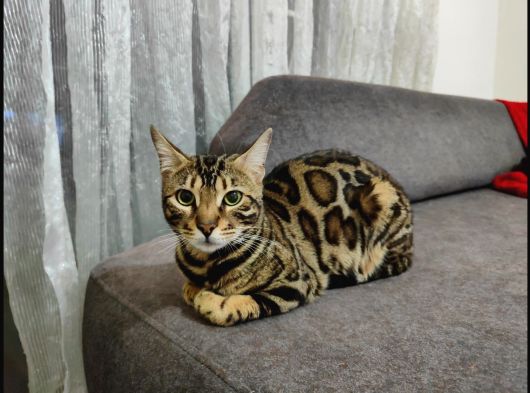 Uygun Dişi Rozet Bengal Kedisi görsel
