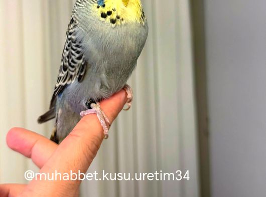 İstanbulda Eve Teslim Çocuklar Bile Eğitebilir Muhabbet Kuşu görsel