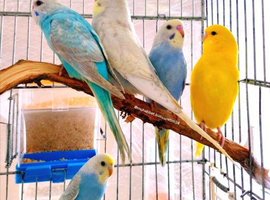 İstanbulda Eve Teslim Çocuklar Bile Eğitebilir Muhabbet Kuşu