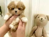 Kore F2 Maltipoo Yavrular